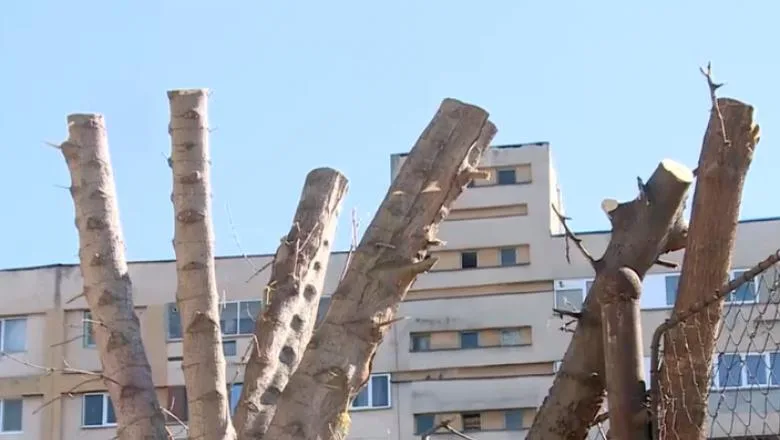 Consilierii PSD și USR, acuzați că au votat cot la cot o rectificare bugetare prin care zeci de milioane de lei au fost alocate pentru ”măcelărirea” arborilor