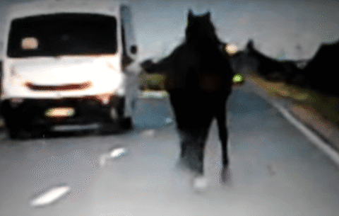 Video. Cu calul pe drumul național dintre Focșani și Odobești.