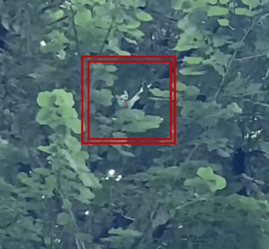 Video. „Ți se frânge inima. Un pisoi stă de două săptămâni în copac. Pompierii nu reușesc să-l salveze”.