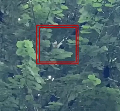 Video. „Ți se frânge inima. Un pisoi stă de două săptămâni în copac. Pompierii nu reușesc să-l salveze”.