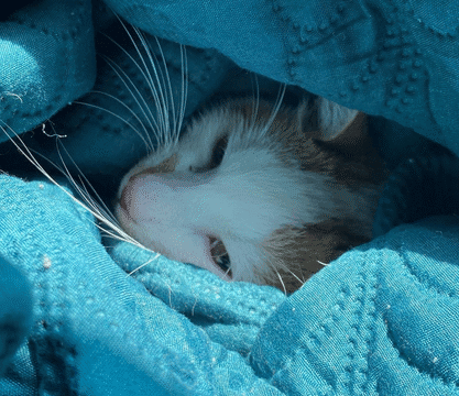 Video. A fost salvată pisica din Sud care a stat două săptămâni în copac :)