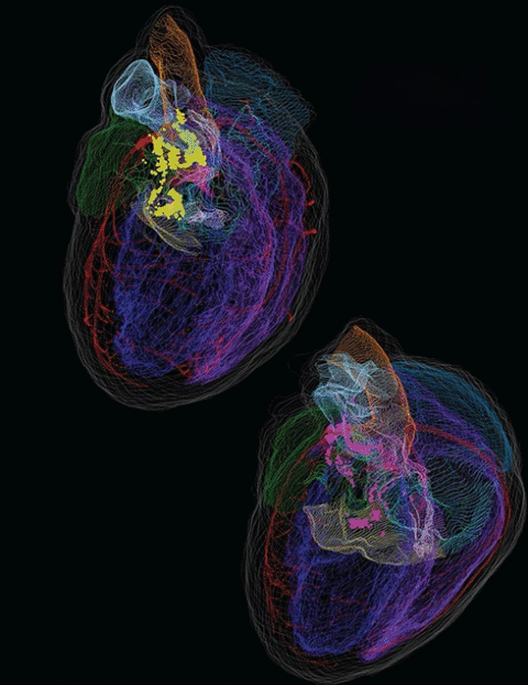 Inima are memorie. Oamenii de știință au demonstrat acest lucru