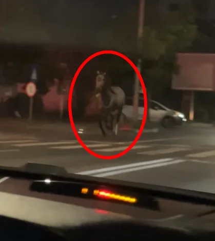 Video. Cum arată un BMW lovit de un cal. În Focșani, s-a dat liber, din nou, la cai pe străzi.