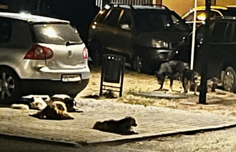 Vocea cititorilor. Câini agresivi pe strada Panduri. Localnicii sunt disperați.