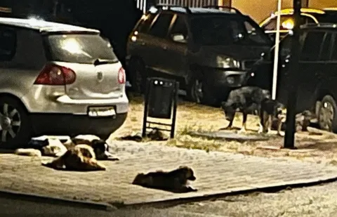 Vocea cititorilor. Câini agresivi pe strada Panduri. Localnicii sunt disperați.