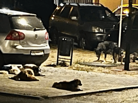 Vocea cititorilor. Câini agresivi pe strada Panduri. Localnicii sunt disperați.