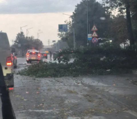 Acum. Ro Alert la Focșani. Vijelie cu rafale. Un copac a căzut peste o mașină în Sud.