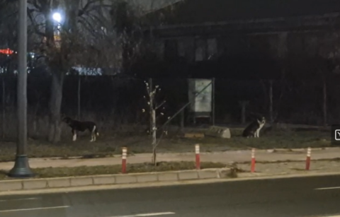 Video. Câinii maidanezi fac legea noaptea în Focșani, în mai multe zone.